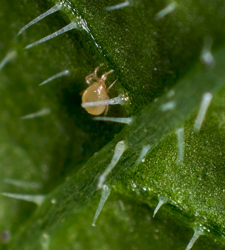 AMBLYSEIUS SWIRSKII | Kral Agro