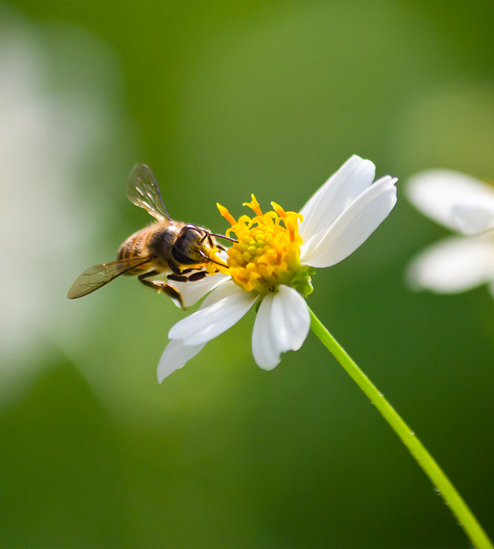 BOMBUS ARISI | Kral Agro