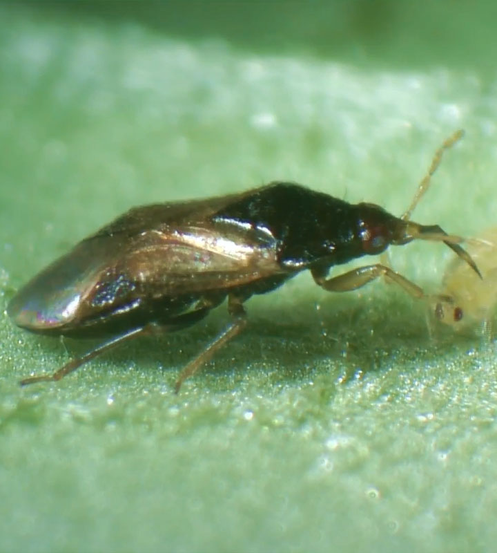 ORIUS SPP | Kral Agro