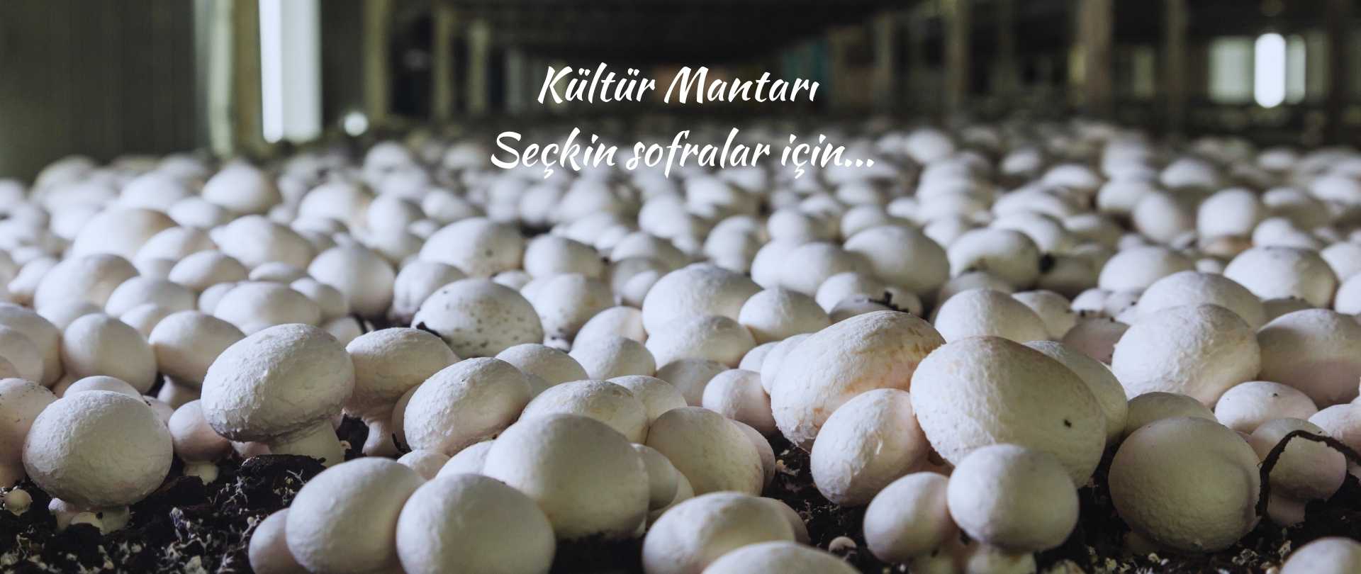 Kültür Mantarı | Kral Agro