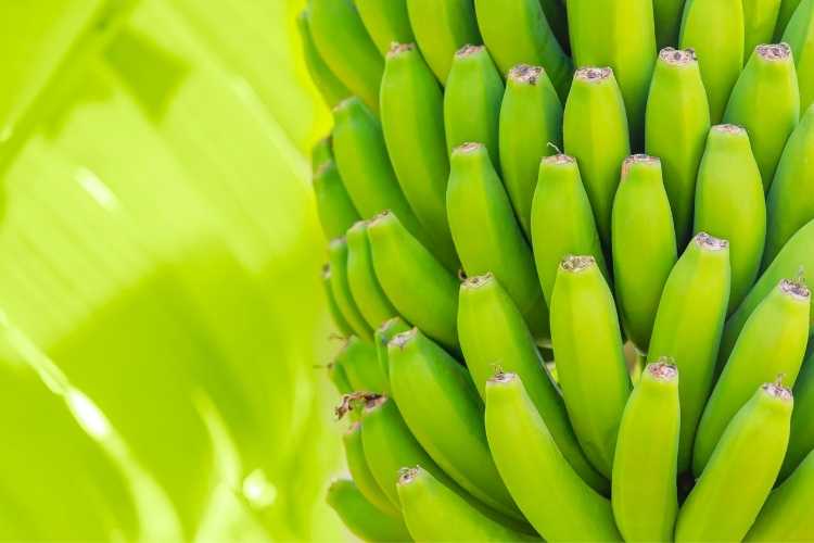 Çandır Üretim Tesisleri (Serik / Antalya) | Kral Agro