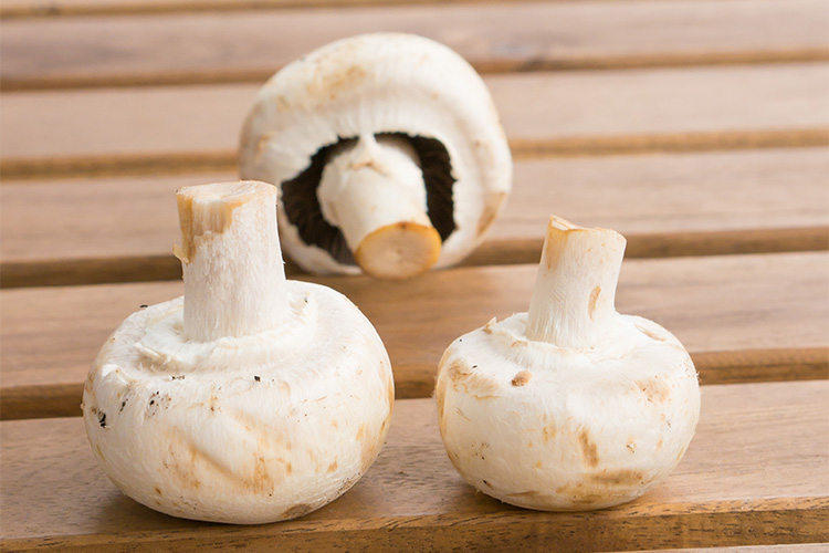 Kültür Mantarı | Kral Agro